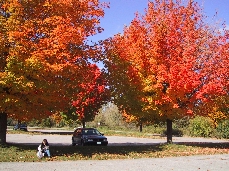 公園の駐車場の紅葉