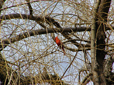 Northern Cardinal