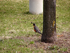 American Robin