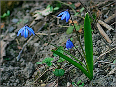 野の花