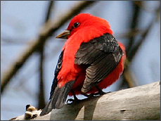 Scarlet Tanager