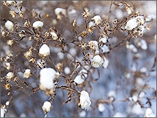 雪の花