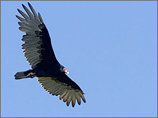 野生の七面鳥