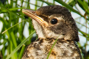 american robin juvenile