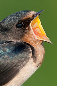 barn_swallow