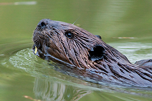 beaver