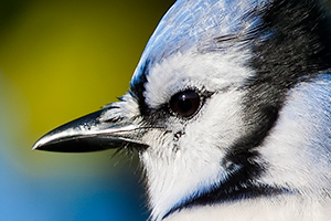 Blue Jay