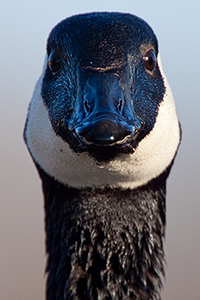 canada_goose