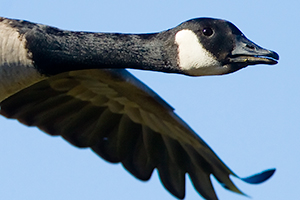 canada goose