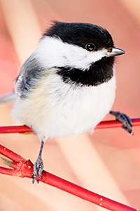 chikadee