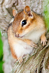 chipmunk