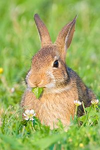 cottontail_rabbit