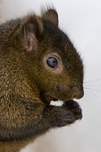 gray squirrel