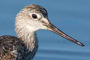 greater yellowlegs