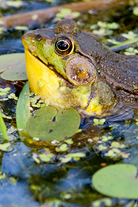 green_frog
