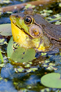 green_frog