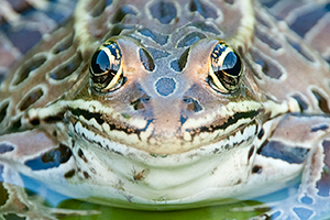 leopard frog