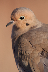 mourning dove