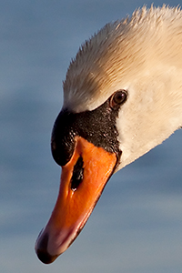 mute swan