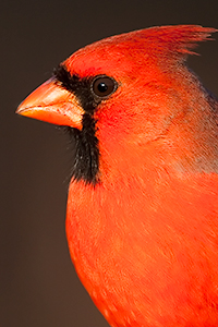 northern cardinal