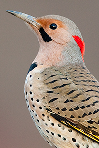 Northern Flicker