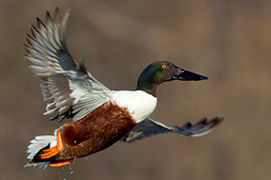 northern_shoveler