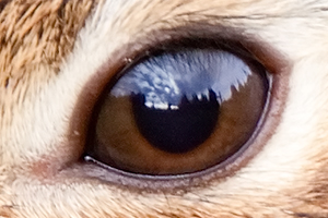 rabbit's eye