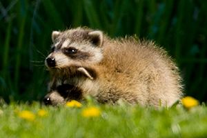 raccoon