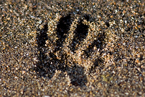 footprint_racoon