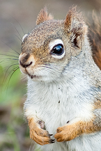 red_squirrel