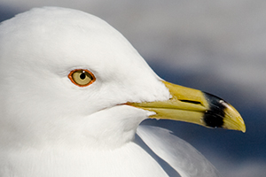 Ring-billed Gull