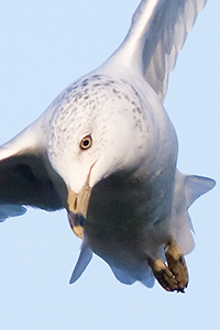 Ring-billed Gull