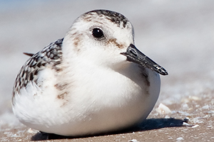 Sanderling