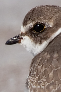 Semipalmated Plover