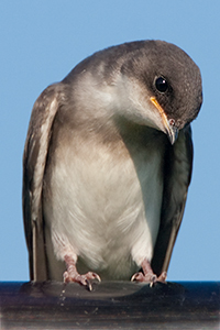 tree_swallow