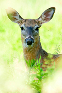 white_tailed_deer