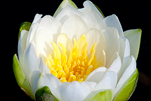white_water_lily
