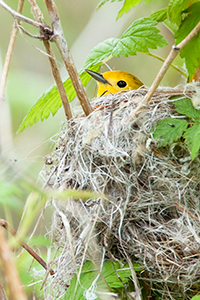 yellow_warbler