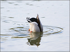 新種のペンギン？